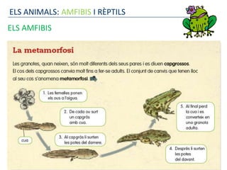 ELS ANIMALS: AMFIBIS I RÈPTILS
ELS AMFIBIS
 