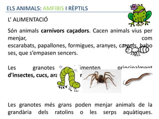 ELS ANIMALS: AMFIBIS I RÈPTILS
L’ ALIMENTACIÓ
Són animals carnívors caçadors. Cacen animals vius per
menjar,                                               com
escarabats, papallones, formigues, aranyes, cargols, babo
ses, que s’empasen sencers.

Les       granotes        s'alimenten      principalment
d'insectes, cucs, aranyes i centpeus.



Les granotes més grans poden menjar animals de la
grandària dels ratolins o les serps aquàtiques.
 