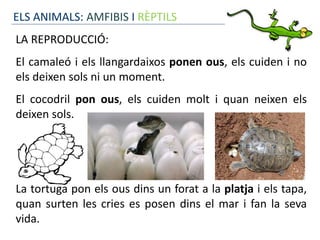 ELS ANIMALS: AMFIBIS I RÈPTILS
LA REPRODUCCIÓ:
El camaleó i els llangardaixos ponen ous, els cuiden i no
els deixen sols ni un moment.
El cocodril pon ous, els cuiden molt i quan neixen els
deixen sols.
La tortuga pon els ous dins un forat a la platja i els tapa,
quan surten les cries es posen dins el mar i fan la seva
vida.
 