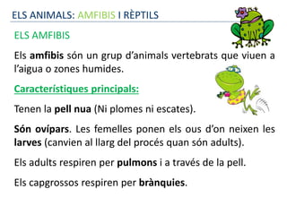ELS ANIMALS: AMFIBIS I RÈPTILS
ELS AMFIBIS
Els amfibis són un grup d’animals vertebrats que viuen a
l’aigua o zones humides.
Característiques principals:
Tenen la pell nua (Ni plomes ni escates).
Són ovípars. Les femelles ponen els ous d’on neixen les
larves (canvien al llarg del procés quan són adults).
Els adults respiren per pulmons i a través de la pell.
Els capgrossos respiren per brànquies.
 