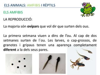 ELS ANIMALS: AMFIBIS I RÈPTILS
ELS AMFIBIS
LA REPRODUCCIÓ:
La majoria són ovípars que vol dir que surten dels ous.
La primera setmana viuen a dins de l’ou. Al cap de dos
setmanes surten de l`ou. Les larves, o cap-grossos, de
granotes i gripaus tenen una aparença completament
diferent a la dels seus pares.
 