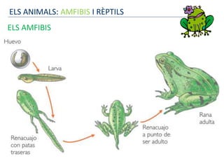 ELS ANIMALS: AMFIBIS I RÈPTILS
ELS AMFIBIS
 