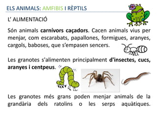 ELS ANIMALS: AMFIBIS I RÈPTILS
L’ ALIMENTACIÓ
Són animals carnívors caçadors. Cacen animals vius per
menjar, com escarabats, papallones, formigues, aranyes,
cargols, baboses, que s’empasen sencers.
Les granotes s'alimenten principalment d'insectes, cucs,
aranyes i centpeus.
Les granotes més grans poden menjar animals de la
grandària dels ratolins o les serps aquàtiques.
 