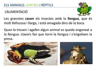 ELS ANIMALS: AMFIBIS I RÈPTILS
L’ALIMENTACIÓ
Les granotes cacen els insectes amb la llengua, que és
molt llefiscosa i llarga, i està amagada dins de la boca.
Quan la treuen i agafen algun animal es queda enganxat a
la llengua. Llavors fan que torni la llengua i s'engolixen la
presa.
 
