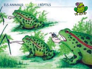 ELS ANIMALS: AMFIBIS I RÈPTILS
 