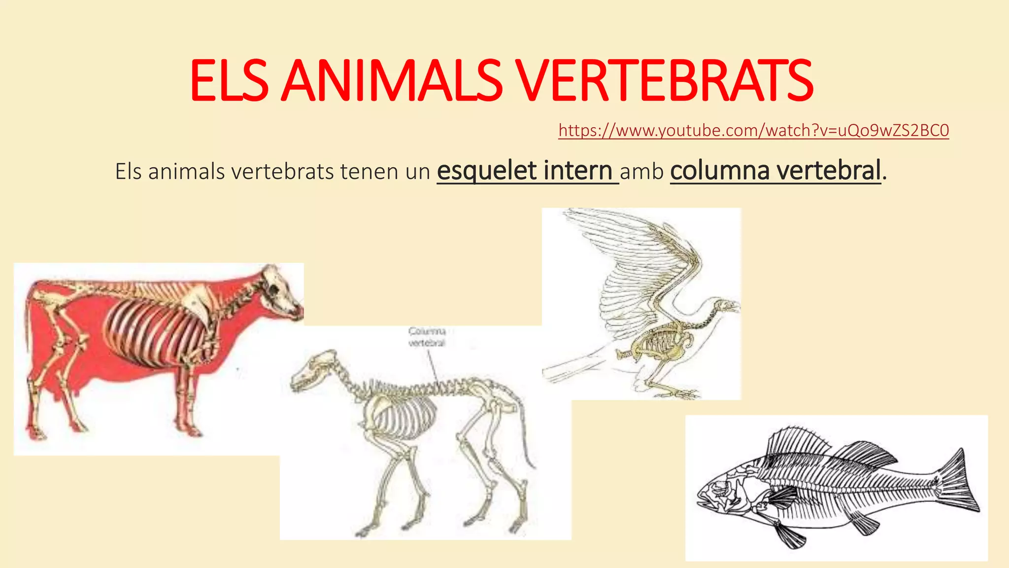 ELS ANIMALS VERTEBRATS
Els animals vertebrats tenen un esquelet intern amb columna vertebral.
https://www.youtube.com/watch?v=uQo9wZS2BC0
 
