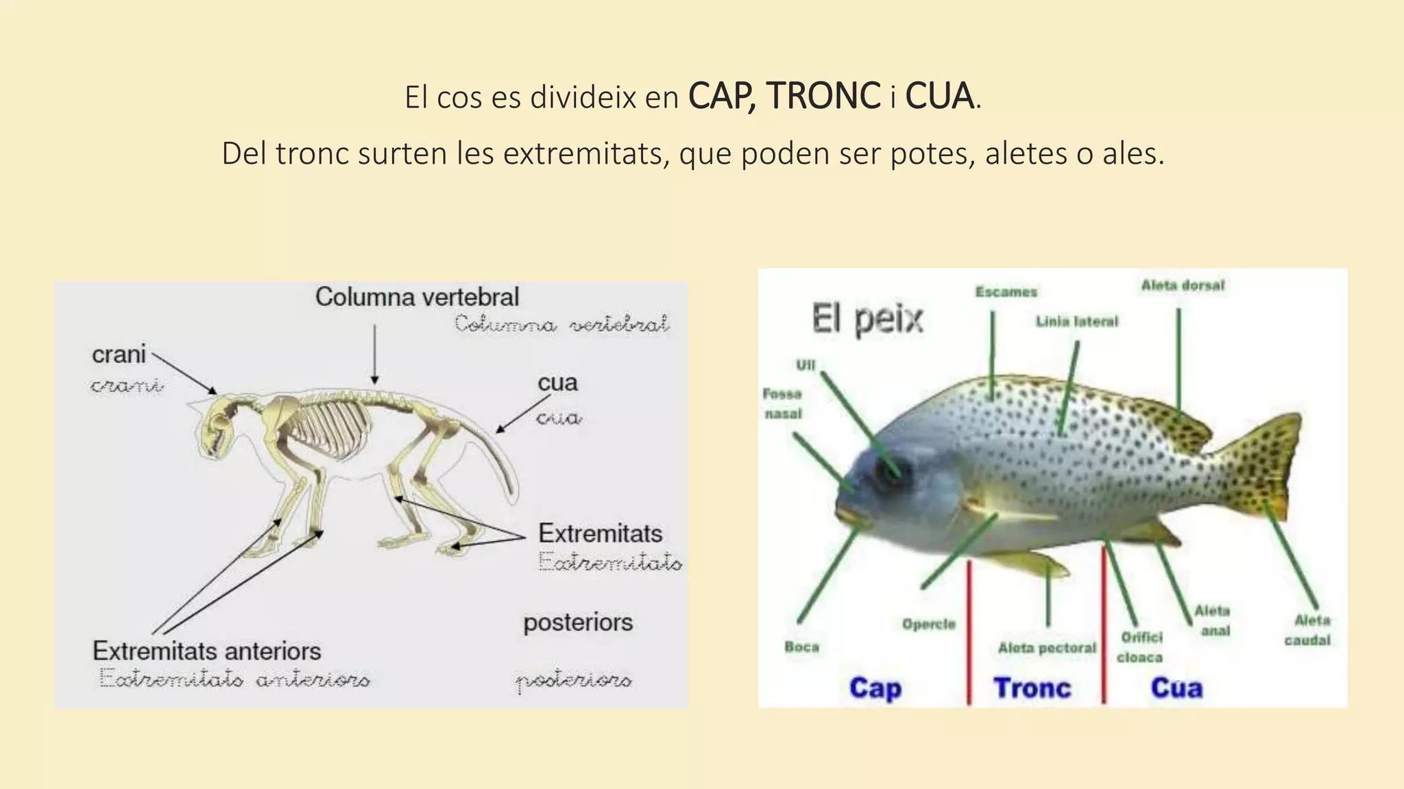 El cos es divideix en CAP, TRONC i CUA.
Del tronc surten les extremitats, que poden ser potes, aletes o ales.
 