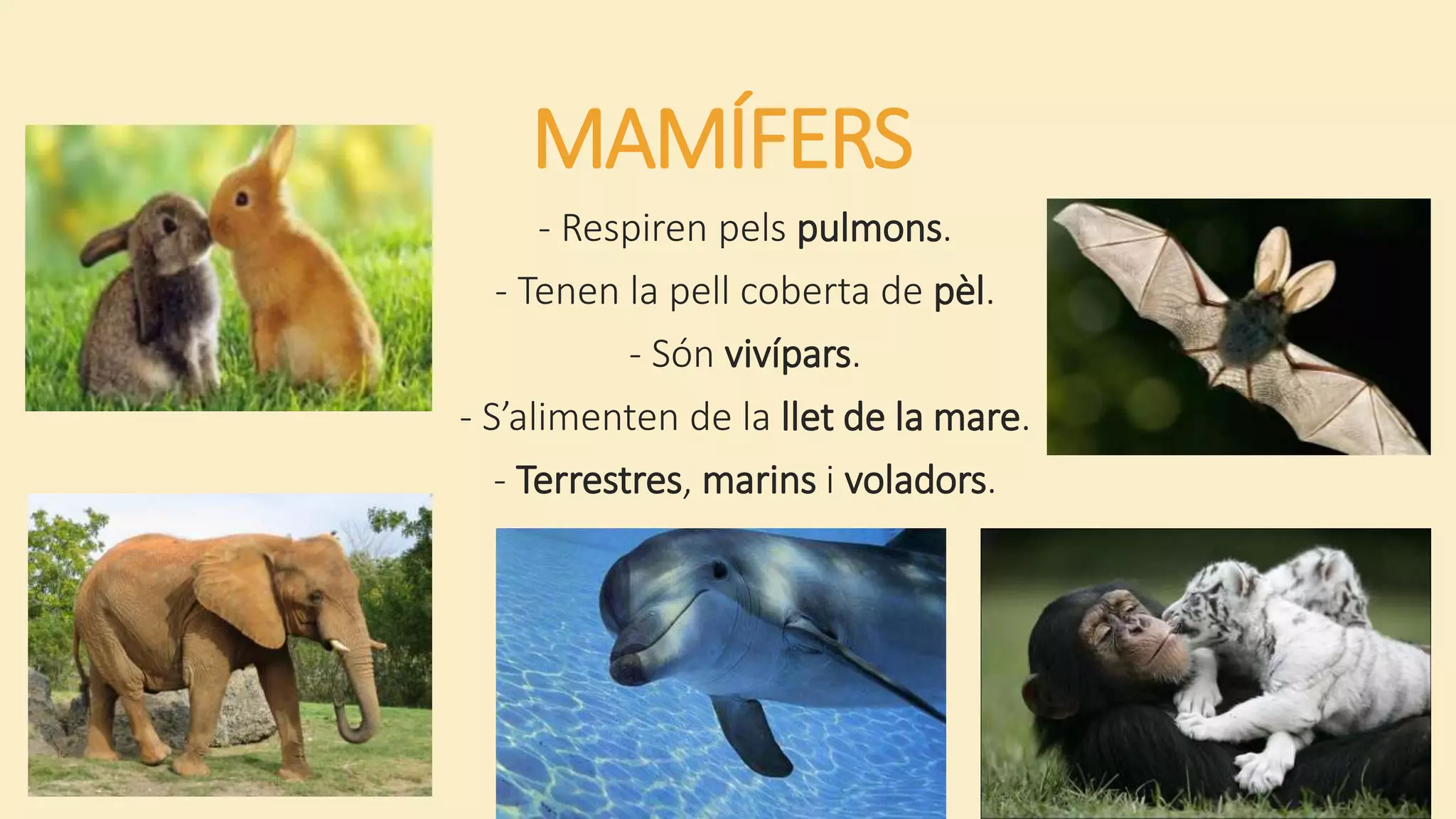 MAMÍFERS
- Respiren pels pulmons.
- Tenen la pell coberta de pèl.
- Són vivípars.
- S’alimenten de la llet de la mare.
- Terrestres, marins i voladors.
 