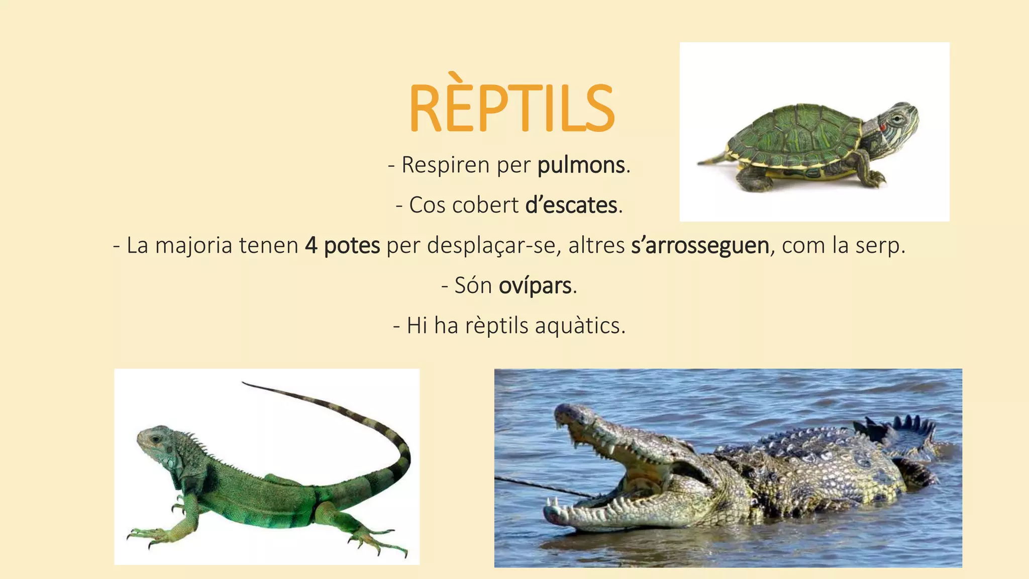RÈPTILS
- Respiren per pulmons.
- Cos cobert d’escates.
- La majoria tenen 4 potes per desplaçar-se, altres s’arrosseguen, com la serp.
- Són ovípars.
- Hi ha rèptils aquàtics.
 
