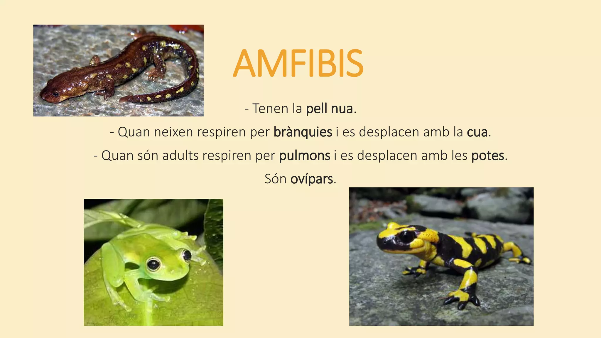 AMFIBIS
- Tenen la pell nua.
- Quan neixen respiren per brànquies i es desplacen amb la cua.
- Quan són adults respiren per pulmons i es desplacen amb les potes.
Són ovípars.
 