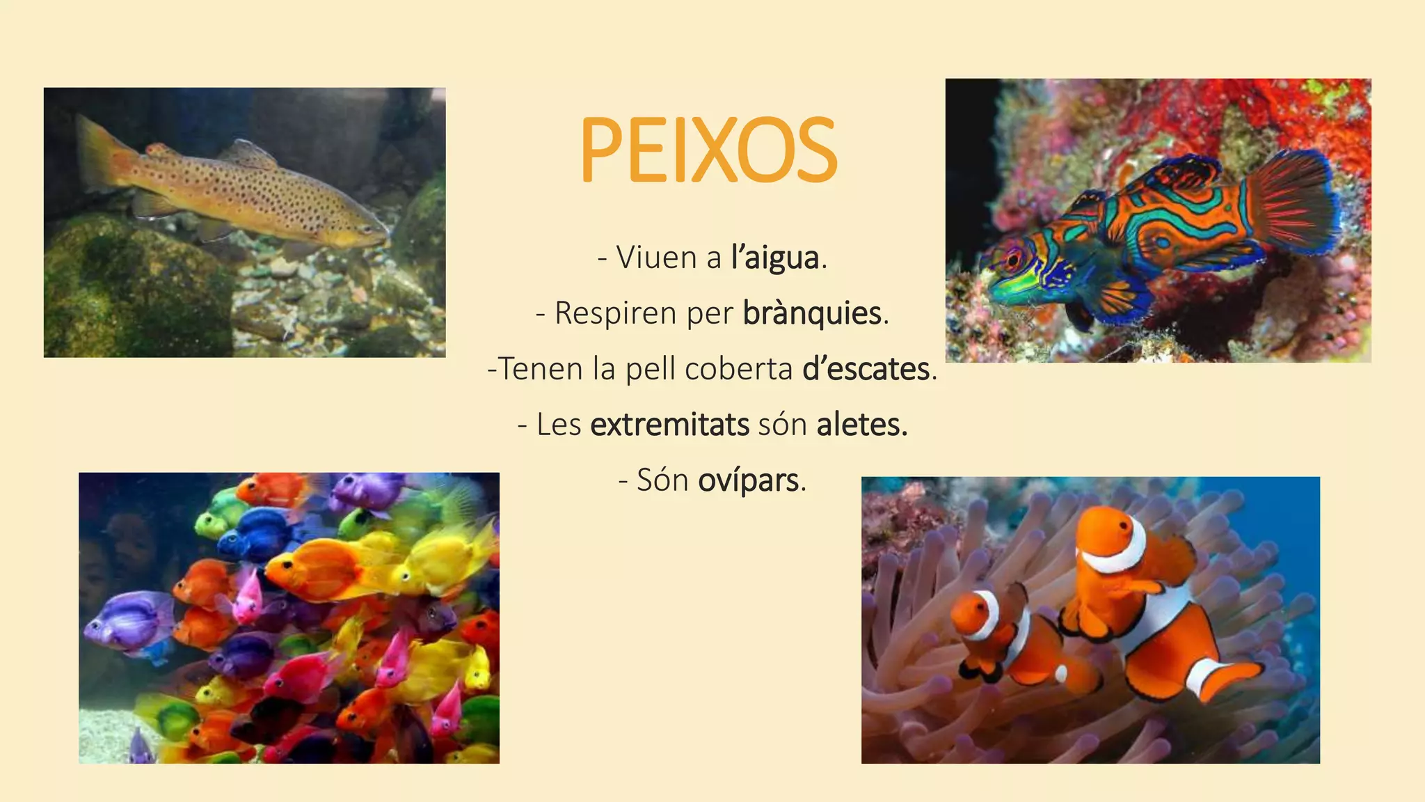 PEIXOS
- Viuen a l’aigua.
- Respiren per brànquies.
-Tenen la pell coberta d’escates.
- Les extremitats són aletes.
- Són ovípars.
 