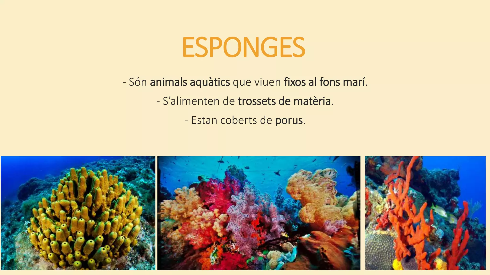 ESPONGES
- Són animals aquàtics que viuen fixos al fons marí.
- S’alimenten de trossets de matèria.
- Estan coberts de porus.
 