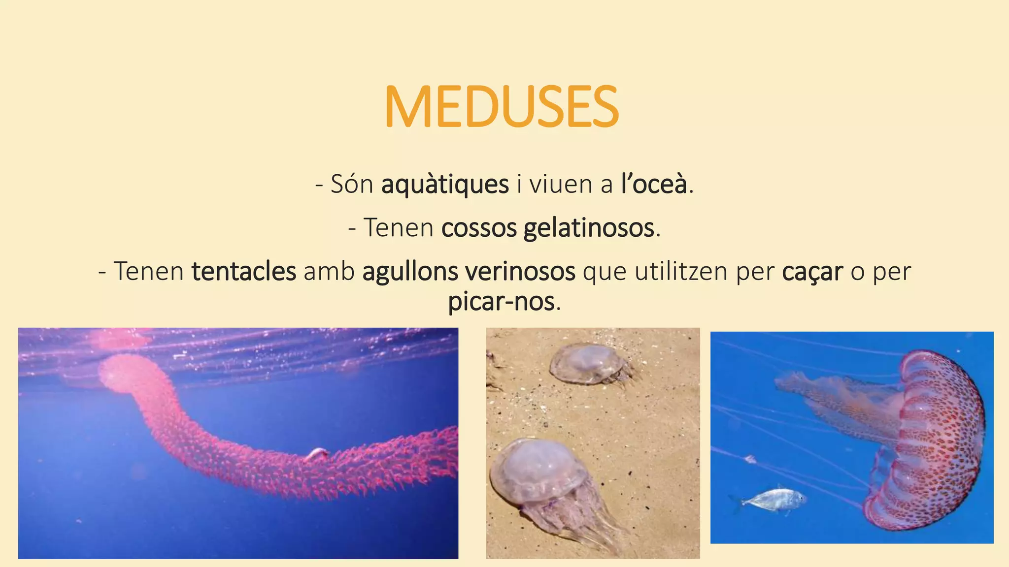 MEDUSES
- Són aquàtiques i viuen a l’oceà.
- Tenen cossos gelatinosos.
- Tenen tentacles amb agullons verinosos que utilitzen per caçar o per
picar-nos.
 