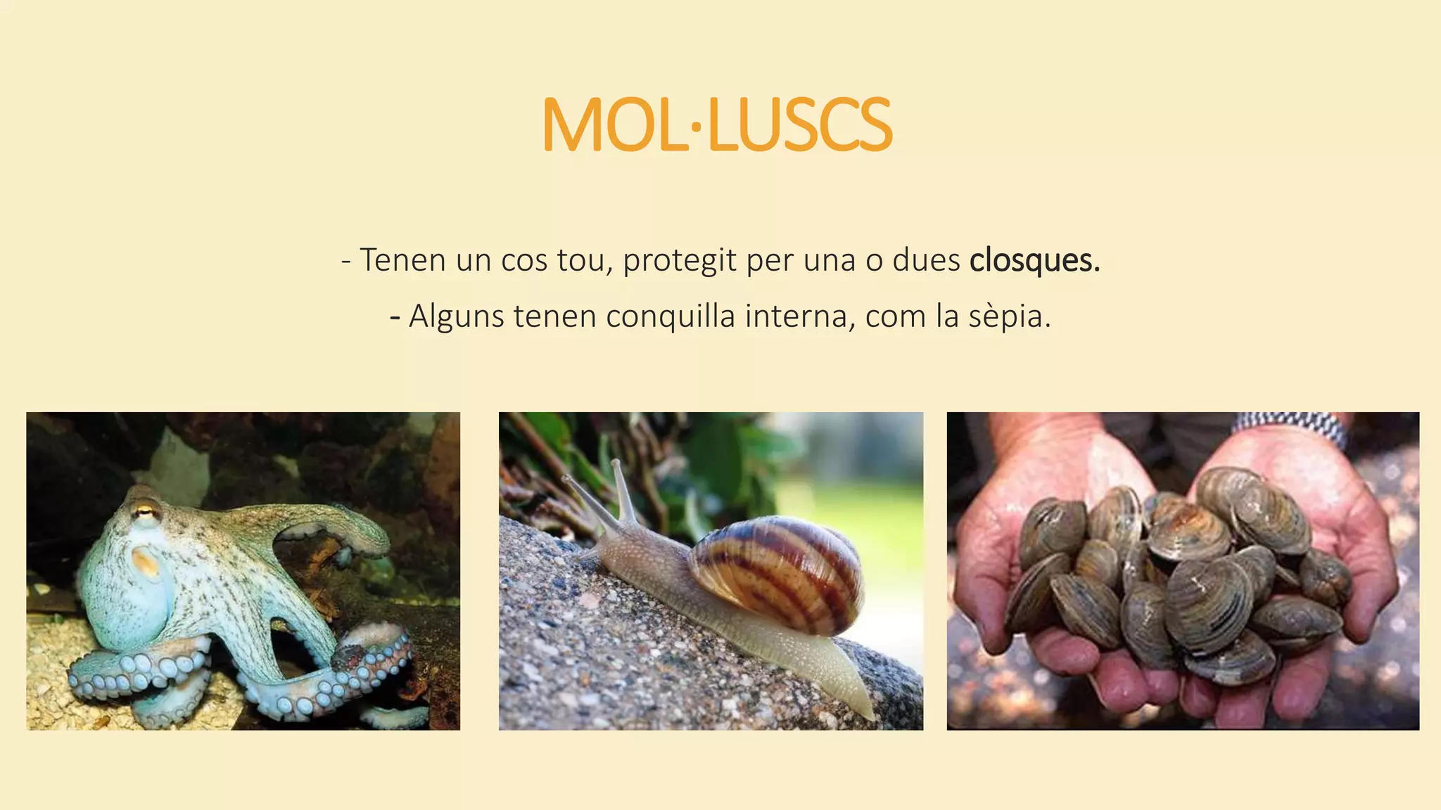 MOL·LUSCS
- Tenen un cos tou, protegit per una o dues closques.
- Alguns tenen conquilla interna, com la sèpia.
 