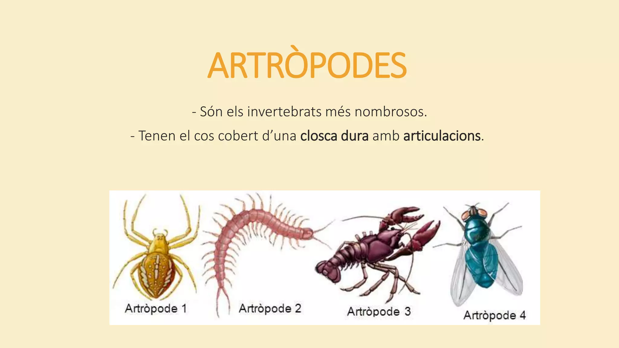 ARTRÒPODES
- Són els invertebrats més nombrosos.
- Tenen el cos cobert d’una closca dura amb articulacions.
 