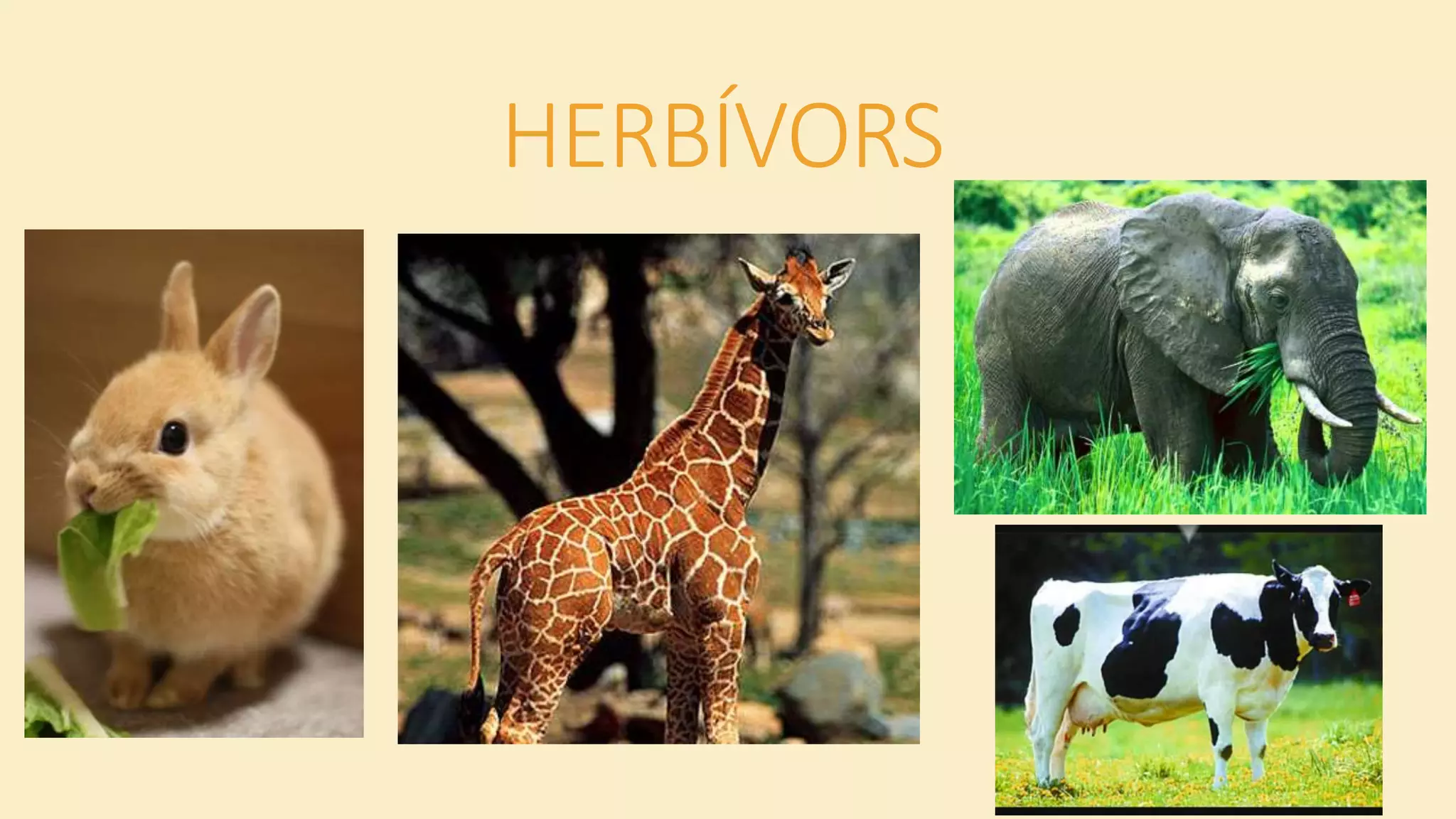 HERBÍVORS
 