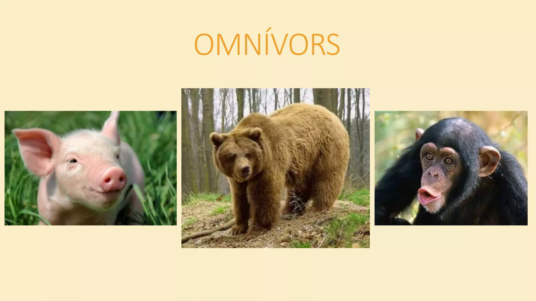 OMNÍVORS
 