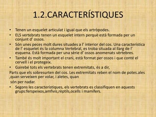1.2.CARACTERÍSTIQUES
• Tenen un esquelet articulat i igual que els artròpodes.
• ELS vertebrats tenen un esquelet intern perquè està formada per un
conjunt d’ ossos.
• Són unes peces molt dures situades a l’ interior del cos. Una característica
de l’ esquelet és la columna Vertebral, es troba situada al llarg de l’
esquena. Està formada per una sèrie d’ ossos anomenats vèrtebres.
• També és molt important el crani, està format per ossos i que conté el
cervell i el protegeix.
• Gairebé tots els vertebrats tenen extremitats, és a dir,
Parts que els sobresurten del cos. Les extremitats reben el nom de potes.ales
,quan serveixen per volar, i aletes, quan
són per nadar.
• Segons les característiques, els vertebrats es classifiquen en aquests
grups:ferspeixos,amfivis,rèptils,ocells i mamífers.
 