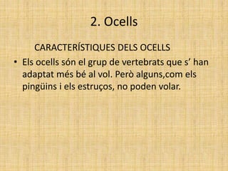 2. Ocells
CARACTERÍSTIQUES DELS OCELLS
• Els ocells són el grup de vertebrats que s’ han
adaptat més bé al vol. Però alguns,com els
pingüins i els estruços, no poden volar.
 