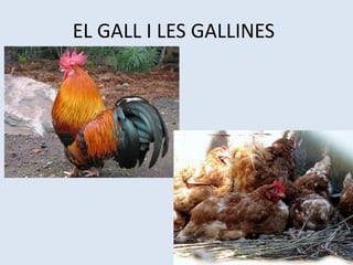 EL GALL I LES GALLINES
 