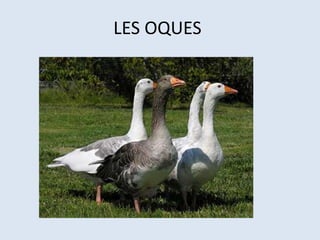 LES OQUES
 
