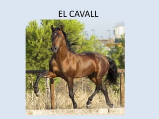 EL CAVALL
 