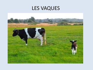 LES VAQUES
 
