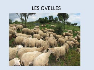 LES OVELLES
 