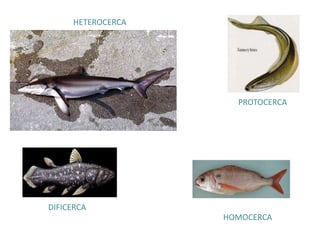 HETEROCERCA
PROTOCERCA
DIFICERCA
HOMOCERCA
 