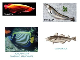 CONVEXA
TRUNCADA
EMARGINADA
TRUNCADA AMB
CONTORNS ARRODONITS
 