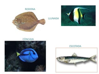 CÒNCAVA
LLUNADA
ESCOTADA
RODONA
 