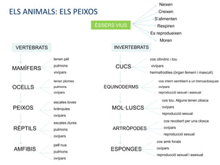 ÉSSERS VIUS
Neixen
Creixen
S’alimenten
Respiren
Es reprodueixen
Moren
INVERTEBRATSVERTEBRATS
MAMÍFERS
OCELLS
CUCS
AMFIBIS
RÈPTILS
PEIXOS
EQUINODERMS
MOL·LUSCS
ARTRÒPODES
ESPONGES
tenen plomes
pulmons
ovípars
escates toves
brànquies
ovípars
escates dures
pulmons
ovípars
pell nua
pulmons
ovípars
tenen pèl
pulmons
vivípars
cos cilíndric i tou
vivípars
hermafrodites (òrgan femení i masculí)
cos intern semblant a un trencaclosques
ovípars
reproducció sexual i asexual
cos tou. Alguns tenen closca
ovípars
reproducció sexual
cos recobert per una closca
ovípars
reproducció sexual
cos amb forats
ovípars
reproducció sexual i asexual
ELS ANIMALS: ELS PEIXOS
 