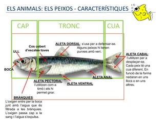 ALETA PECTORAL:
l’utilitzen com a
timó i els hi
permet girar.
ALETA VENTRAL
BRÀNQUIES:
L’oxigen entre per la boca
junt amb l’aigua que és
filtrada a les brànquies.
L’oxigen passa cap a la
sang i l’aigua s’expulsa.
ULL
CAP TRONC CUA
BOCA
Cos cobert
d’escates toves
ALETA DORSAL: s’usa per a defensar-se.
Alguns peixos hi tenen
punxes amb verí.
ALETA ANAL
ALETA CABAL:
l’utilitzen per a
desplaçar-se.
Cada peix té una
cua diferent. En
funció de la forma
nedaran en uns
llocs o en uns
altres.
ELS ANIMALS: ELS PEIXOS - CARACTERÍSTIQUES
 