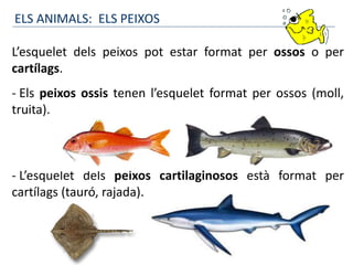 ELS ANIMALS: ELS PEIXOS
L’esquelet dels peixos pot estar format per ossos o per
cartílags.
- Els peixos ossis tenen l’esquelet format per ossos (moll,
truita).
- L’esquelet dels peixos cartilaginosos està format per
cartílags (tauró, rajada).
 