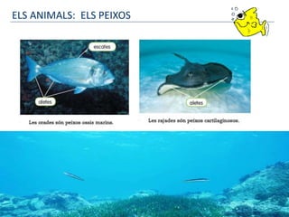 ELS ANIMALS: ELS PEIXOS
 