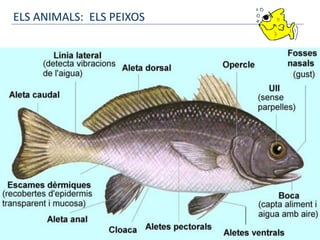 ELS ANIMALS: ELS PEIXOS
 