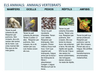 MAMÍFERS OCELLS PEIXOS RÈPTILS AMFIBIS
Tenen la pell
coberta de pèl.
Respiren per
pulmons. Són
vivípars, és a dir,
neixen del ventre
de la mare. Les
cries mamen llet
fins que es fan
més grans.
Tenen la pell
coberta de plomes.
Tenen 2 potes i 2
ales. Respiren per
pulmons. Són
ovípars; és a dir,
neixen per ous.
Les mares coven
els ous.
Tenen la pell
recoberta
d'escates. Tenen
cua i aletes.
Respiren per
brànquies. Són
ovípars. Ponen
milions d'ous molt
tous. Com que
respiren per
brànquies, l'aigua
entra per la boca i
les brànquies la
filtren i
absorbeixen
l'oxigen. L'aigua
filtrada surt per la
boca.
Tenen la pell
coberta d'escates
dures. Tenen una
cua. Respiren per
pulmons. Són
ovípars. Els ous
tenen la closca
dura i els enterren
a terra. No tots els
rèptils són iguals.
N'hi ha de 3 tipus:
-les serps (no
tenen extremitats),
-les tortugues
(tenen closca) i
-la resta de rèptils.
Tenen la pell nua
sense protecció.
Respiren per
pulmons i per la
pell. Són ovípars.
Ponen els ous a
l'aigua. Els amfibis
pateixen
transformacions
anomenades
metamorfosi.
ELS ANIMALS: ANIMALS VERTEBRATS
 