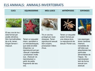 CUCS EQUINODERMS MOL·LUSCS ARTRÒPODES ESPONGES
El seu cos és tou i
està format per
anells cilíndrics.
Són hermafrodites;
és a dir, tenen
l'òrgan femení i
masculí.
Tenen un esquelet
intern, semblant a
un trenclaclosques,
que està envoltat
d'espines. La
reproducció pot ser:
-Sexual: s'aparellen
i produeixen molts
ous. -Asexual: es
reprodueixen a
partir de petits
fragments del seu
cos.
Té un cos tou
protegit per dues
closques. Tenen
reproducció sexual.
Són ovípars,
produeixen milers
d'ous.
Tenen un esquelet
extern format per
una closca dura.
La reproducció és
sexual. Ponen ous.
Les esponges
tenen cambres
interiors
revestides de
cèl·lules que
absorbeixen les
partícules
alimentàries de
l’aigua. Es
reprodueixen
tant de forma
sexual com
asexual.
ELS ANIMALS: ANIMALS INVERTEBRATS
 