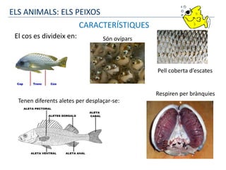 CARACTERÍSTIQUES
El cos es divideix en: Són ovípars
Tenen diferents aletes per desplaçar-se:
Respiren per brànquies
Pell coberta d’escates
ELS ANIMALS: ELS PEIXOS
 