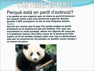 Perquè està en perill d’extinció?
L’os panda és una espècie que es troba en perill d’extinció i
per aquest motiu està sota protecció especial. Només
queden 1.000 exemplars en tot el món d’aquest animal.
Causes
Una de les causes que fa que l’ós panda estigui en perill
d’extinció és la destrucció del seu habitat. Tot i que ara
actualment es trobi protegit, abans era objecte de caça per
a la població xinesa. Una altra causa és la destrucció dels
espais on hi ha bambú, perquè cada com cop es destrueixen
més per la construcció, els pandes es queden sense menjar i
es moren de gana.
 