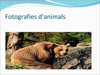 Fotografies d’animals
 
