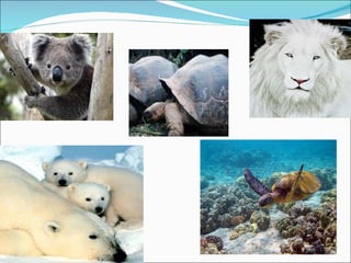 Els animals en perill