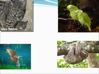 Els animals en perill