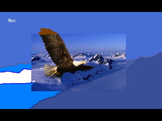 Els animals fons 2n c