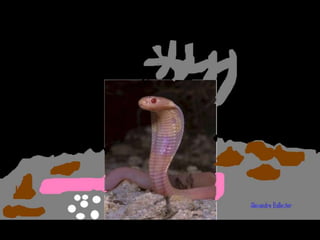 Els animals fons 2n c