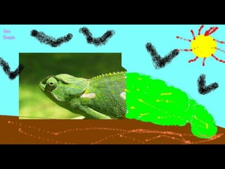 Els animals fons 2n c