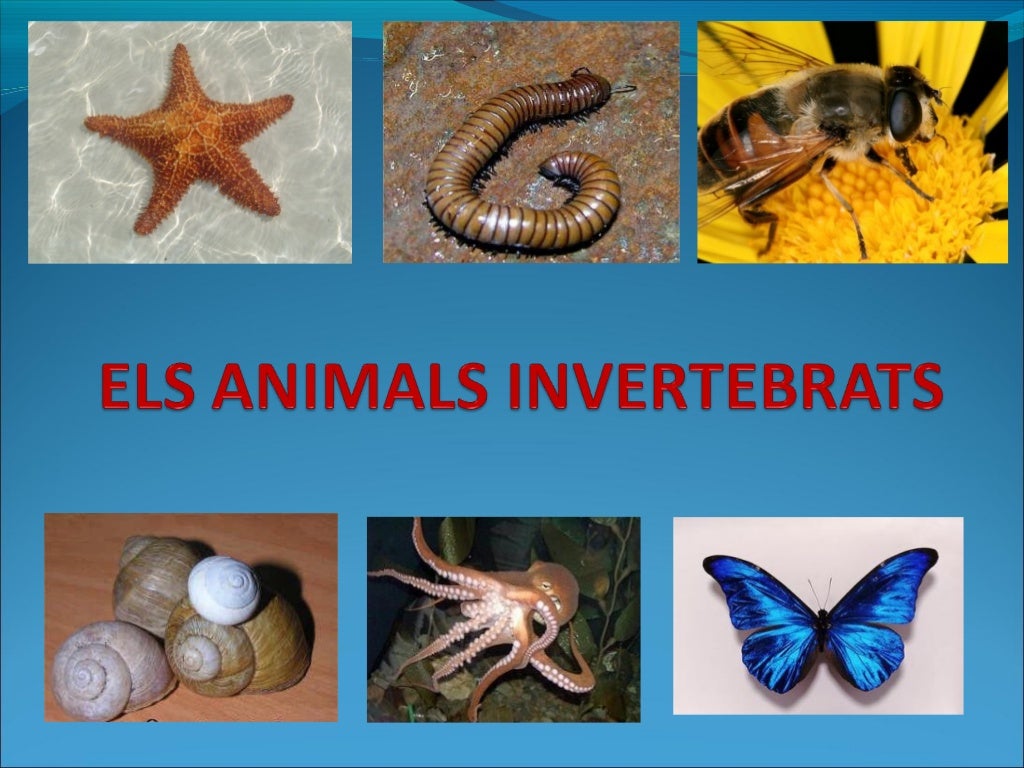 Els animals invertebrats Els animals invertebrats