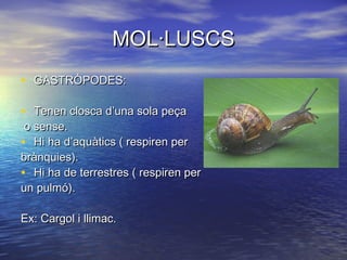 MOL·LUSCS
• GASTRÒPODES:

• Tenen closca d’una sola peça
 o sense.
• Hi ha d’aquàtics ( respiren per
brànquies).
• Hi ha de terrestres ( respiren per
un pulmó).

Ex: Cargol i llimac.
 