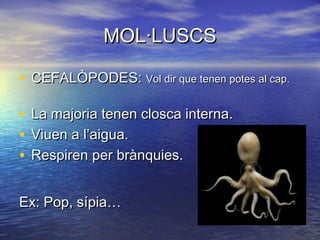 MOL·LUSCS

• CEFALÒPODES: Vol dir que tenen potes al cap.

•   La majoria tenen closca interna.
•   Viuen a l’aigua.
•   Respiren per brànquies.


Ex: Pop, sípia…
 