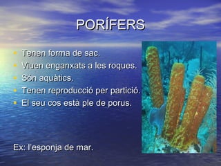PORÍFERS

•   Tenen forma de sac.
•   Viuen enganxats a les roques.
•   Són aquàtics.
•   Tenen reproducció per partició.
•   El seu cos està ple de porus.




Ex: l’esponja de mar.
 